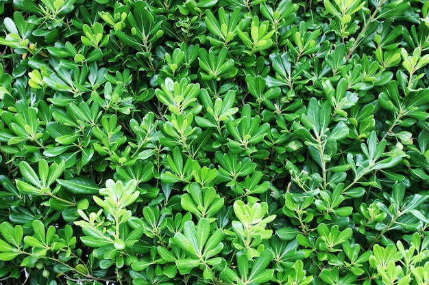 Tobira Pittosporum