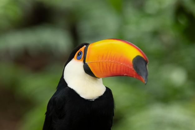 Toco-toucan dans une forêt tropicale d'Amérique du Sud.