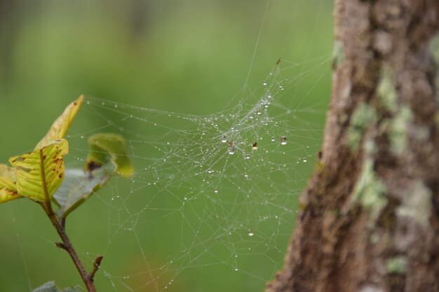 Toile d&#39;araignée sur l&#39;arbre avec la goutte d&#39;eau