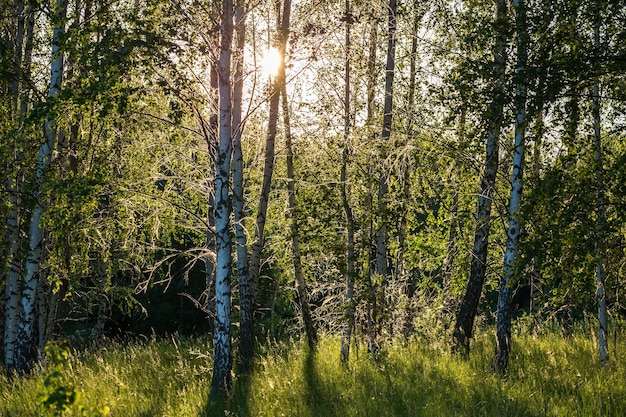 Toile d'araignée sur les bouleaux le soir d'été en forêt avec mise au point sélective