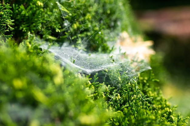 Toile d&#39;araignée sur un buisson vert