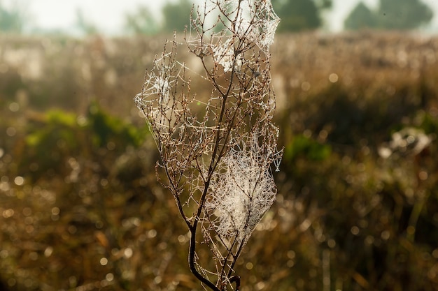 Toile d'araignée sur le fond du soleil et de l'herbe des champs agrandi