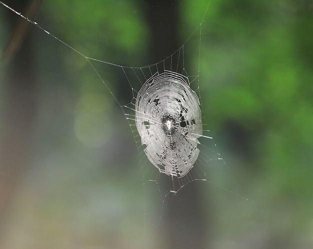 toile d'araignée sur fond vert forêt