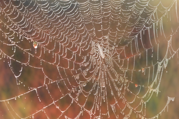 Une toile d'araignée avec des gouttes d'eau dessus