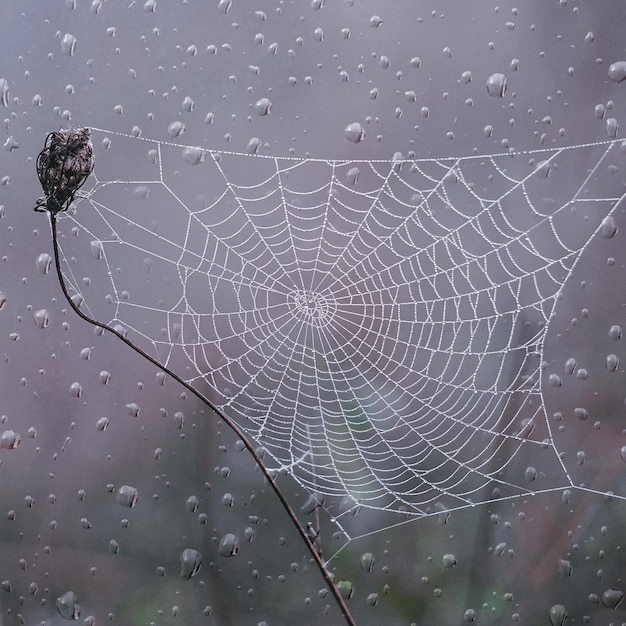 toile d'araignée et gouttes de pluie en automne