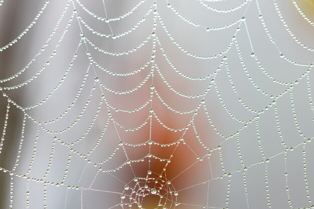 Toile d'araignée avec des gouttes de pluie sur flou; fermer.