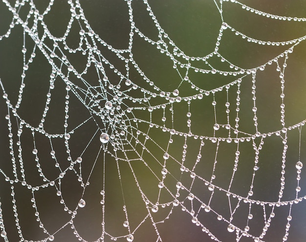 Photo toile d'araignée avec des gouttes de pluie sur flou; fermer.