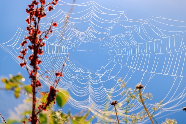 Photo toile d'araignée avec des gouttes de rosée sur fond de plantes contre le ciel bleu