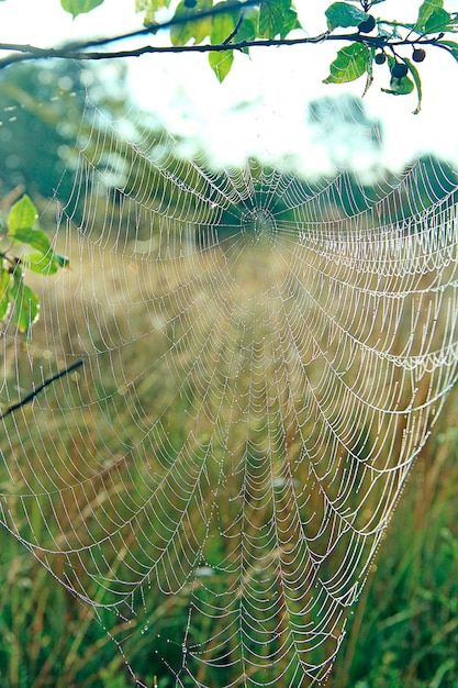 La toile d'araignée en gros plan avec des gouttes de rosée à l'aube