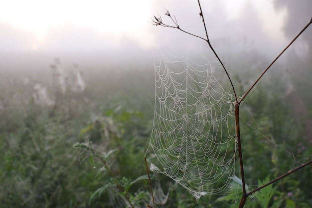 Photo la toile d'araignée sur une plante par temps brumeux