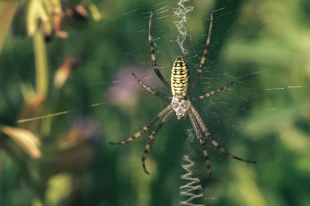 La toile d'araignée ou la toile daraignée sur un fond naturel Les gouttes de rosée sur une araignée