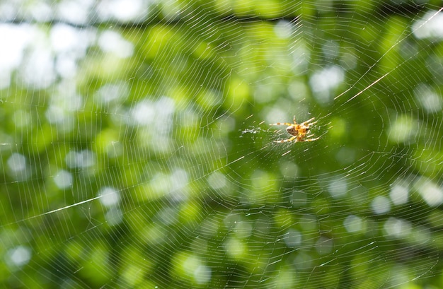 Photo toile d'araignée