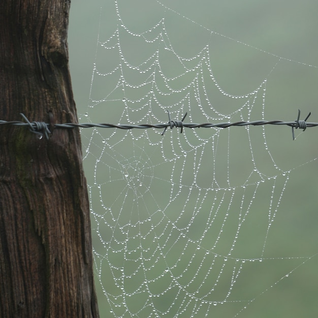 toile d&#39;araignée