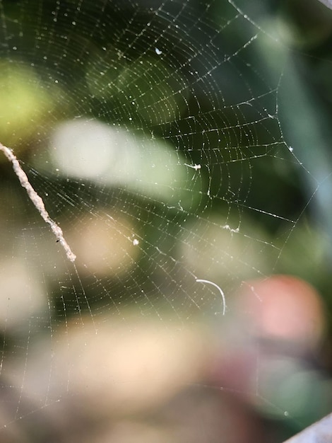 Photo la toile d'araignée