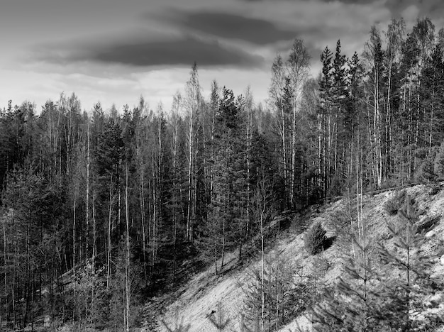 Toile de fond de paysage forestier noir et blanc vibrant horizontal