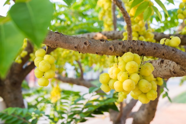 Étoile groseille sur arbre