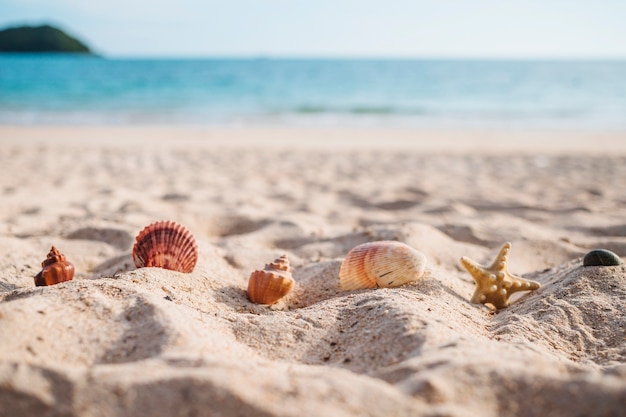 Étoile de mer aux coquillages dans le sable