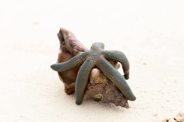 Étoile de mer avec coquillage sur le sable