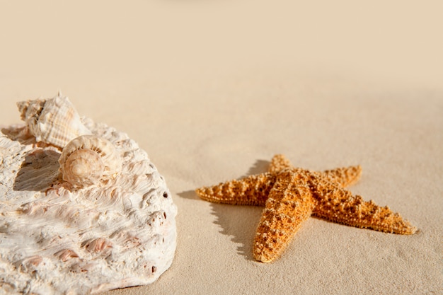 Étoile de mer et coquillages sur la plage de sable blanc