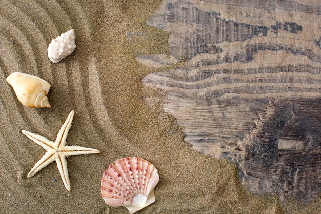 Étoile de mer et coquille sur sable copie espace