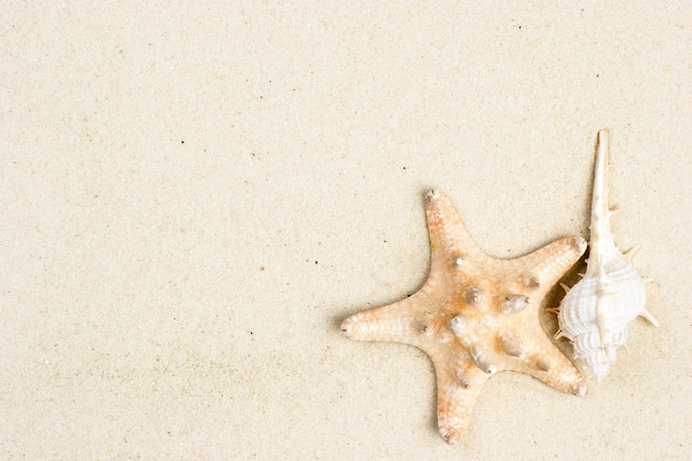 Étoile de mer et coquille sur le sable