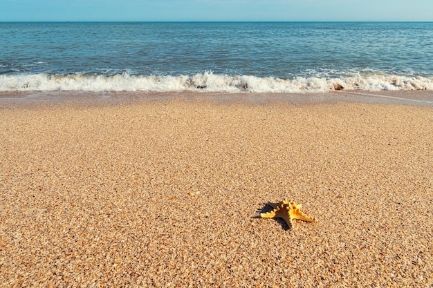 Étoile de mer sur la côte de la mer