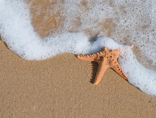 Étoile de mer dans le sable sur la plage