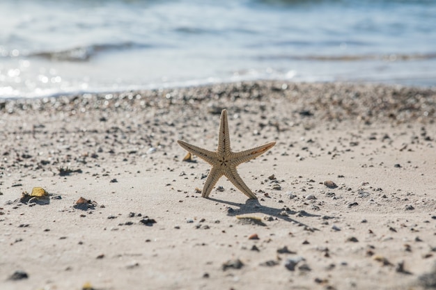 Étoile de mer debout sur le sable doré près de la mer aux beaux jours