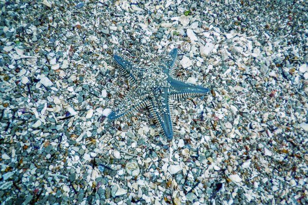 Étoile de mer sur le fond marin, Étoile de mer sous-marine