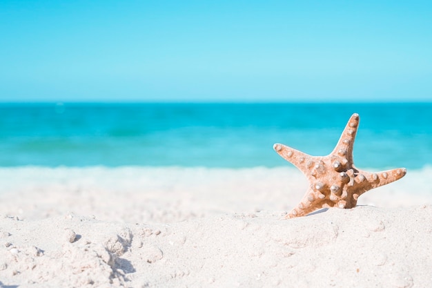 Étoile de mer sur fond de mer d'été avec espace de copie. Côte.