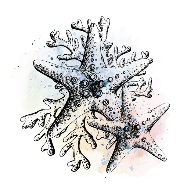 Étoile de mer avec graphique de coraux avec des taches d'aquarelle et des éclaboussures en bleu et rose Une illustration dessinée à la main Composition isolée sur fond blanc pour impressions autocollants affiches cartes postales