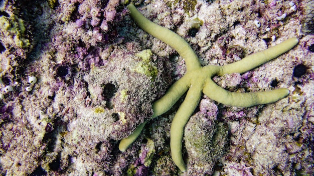 Étoile de mer sur un magnifique récif de corail tropical aux Maldives.