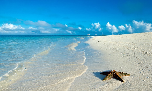 Étoile de mer sur la mer de la plage