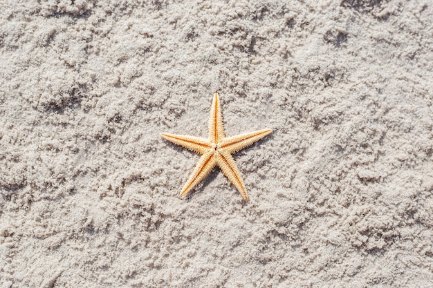 Étoile de mer d'or sur une plage de sable. Vue de dessus, mise à plat.