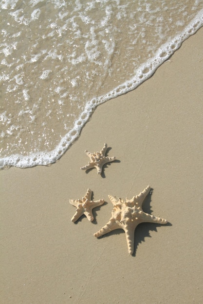 Étoile de mer sur la plage en été