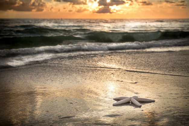 Étoile de mer sur la plage