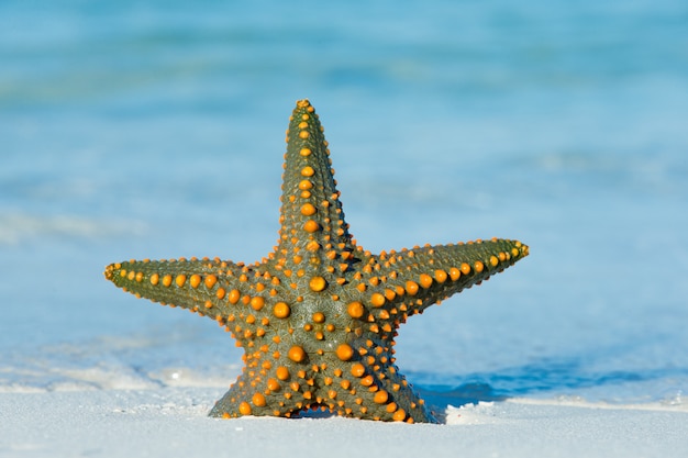 Étoile de mer sur la plage