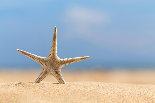 Étoile de mer sur la plage