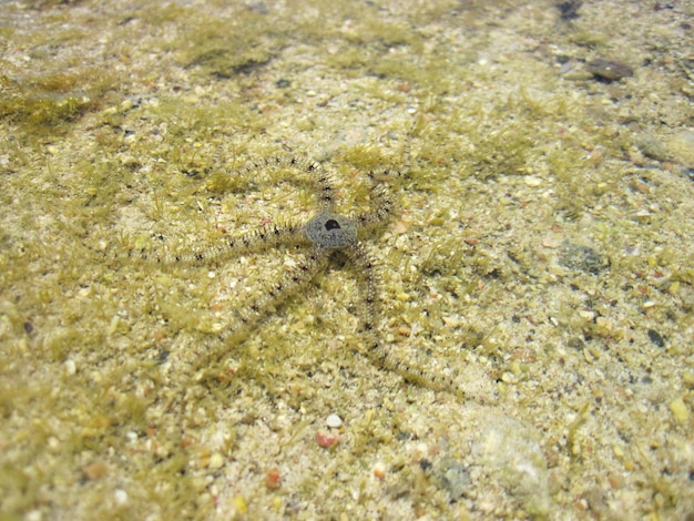 Étoile de mer sur la plage