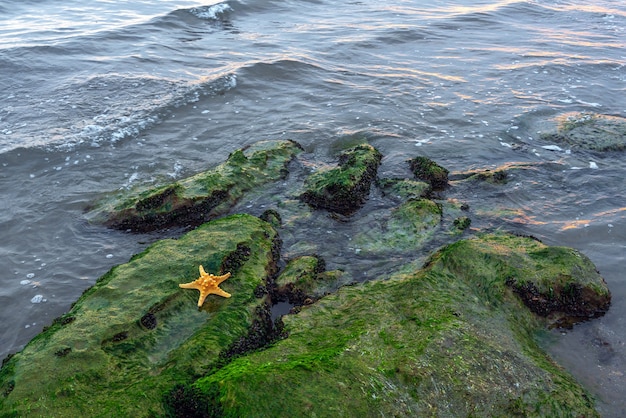 Étoile de mer sur un rocher recouvert d'algues