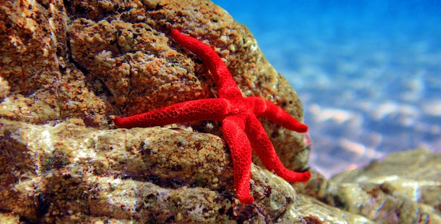 Étoile de mer rouge de Méditerranée - (Echinaster sepositus)