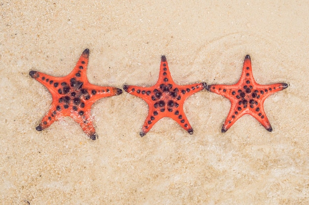 Étoile de mer rouge sur le sable blanc sur la plage tropicale ensoleillée