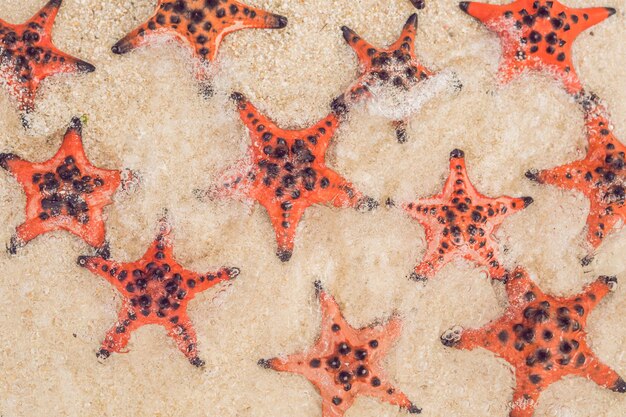 Étoile de mer rouge sur le sable blanc sur la plage tropicale ensoleillée