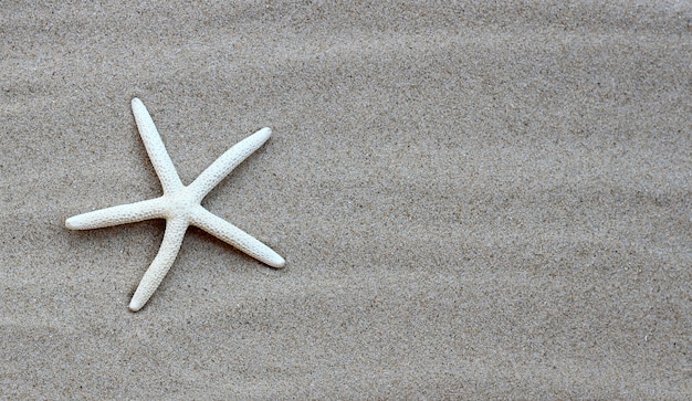 Étoile de mer sur le sable. Concept de fond d'été