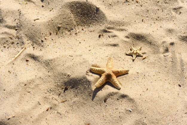 Étoile de mer sur le sable de l'océan.