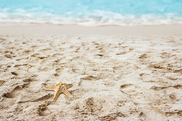 Étoile de mer sur le sable à la plage