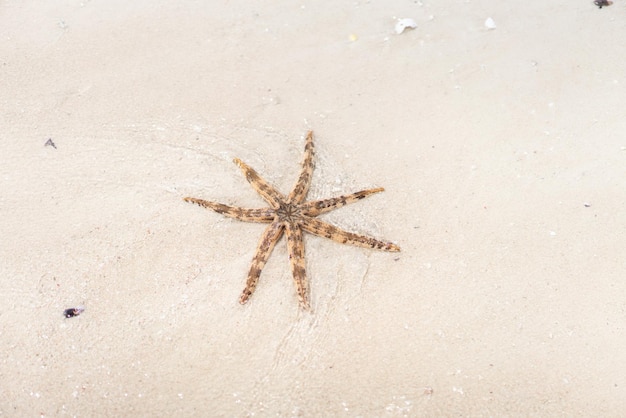 Étoile de mer de Seastar sur le sable de la plage