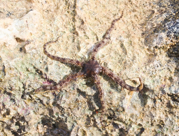 Étoile de mer avec des tentacules qui se tordent sur un rocher de près