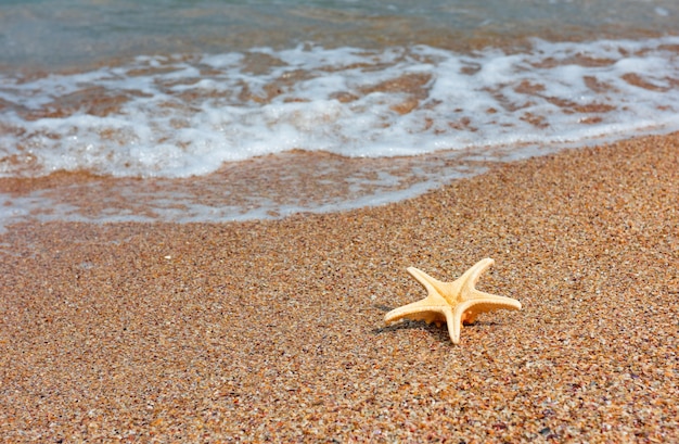 Étoile de mer sur le thème de l'été au bord de la mer