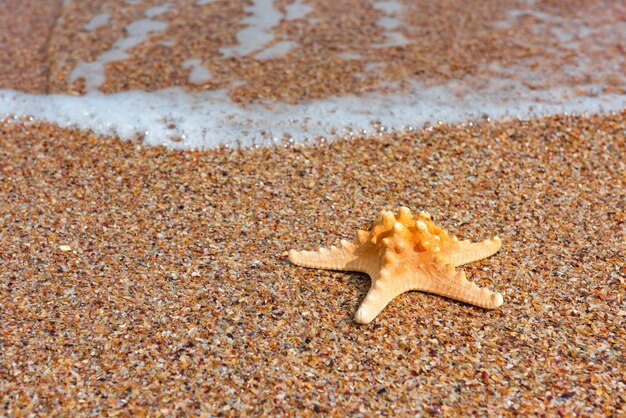 Étoile de mer sur le thème de l'été au bord de la mer